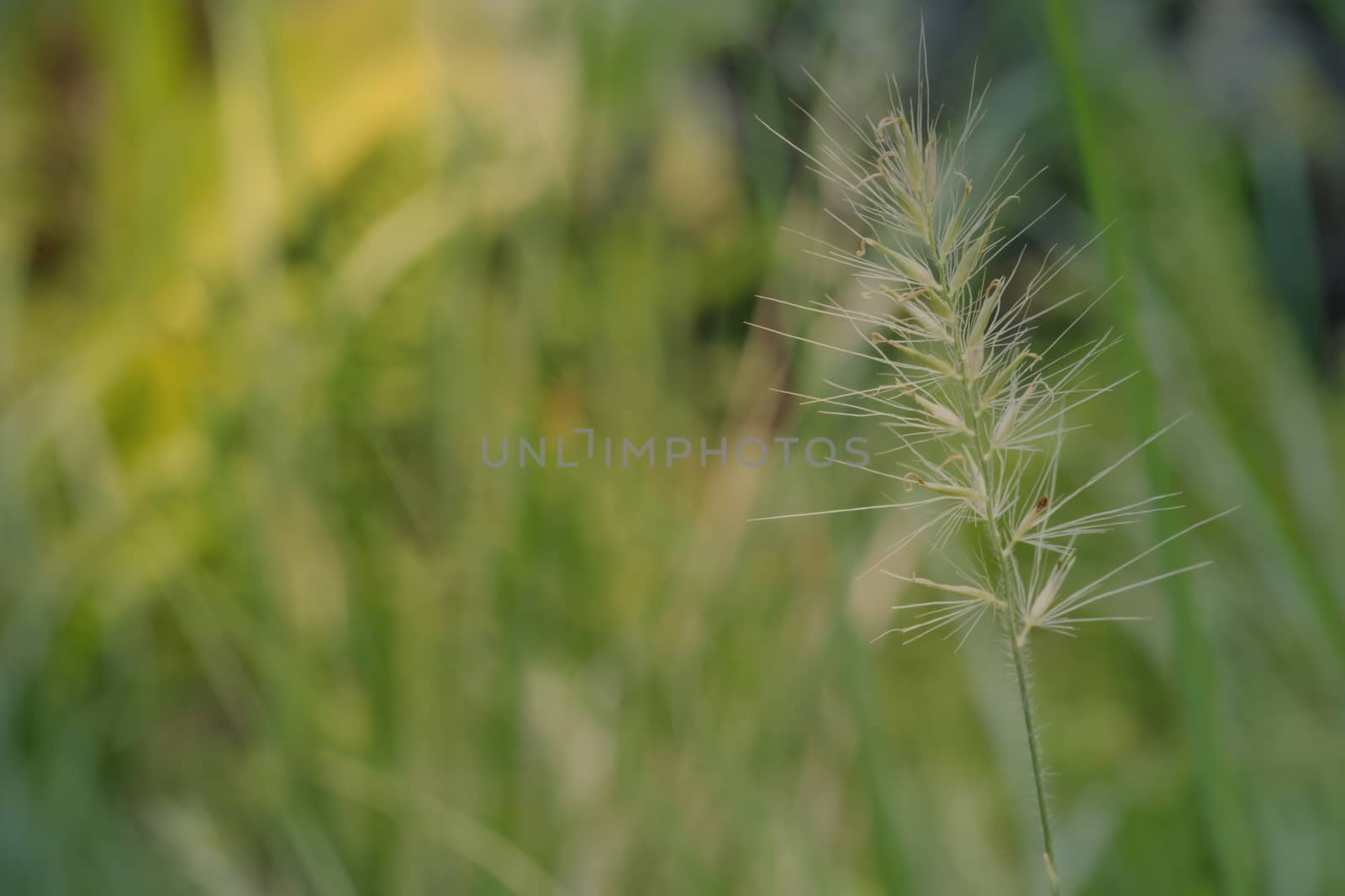 Abstract flowers in the meadow in the morning sun. by noppha80