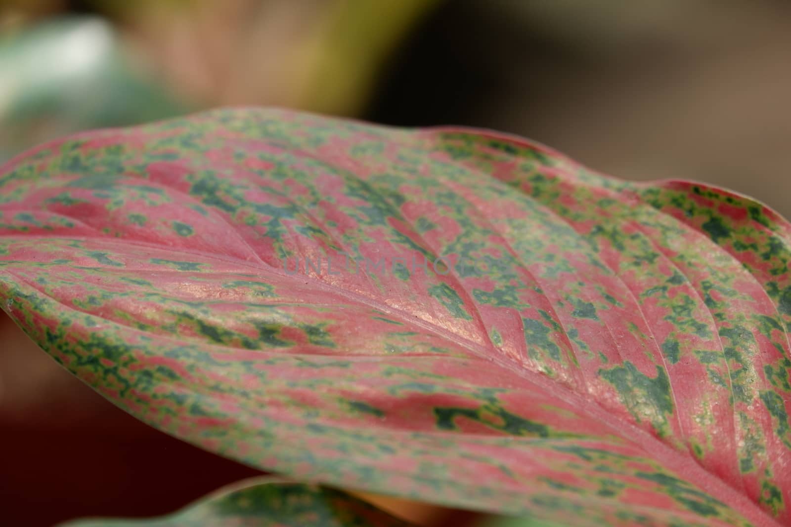 close up view of aglonema leaf texture in the garden with isolated blur background