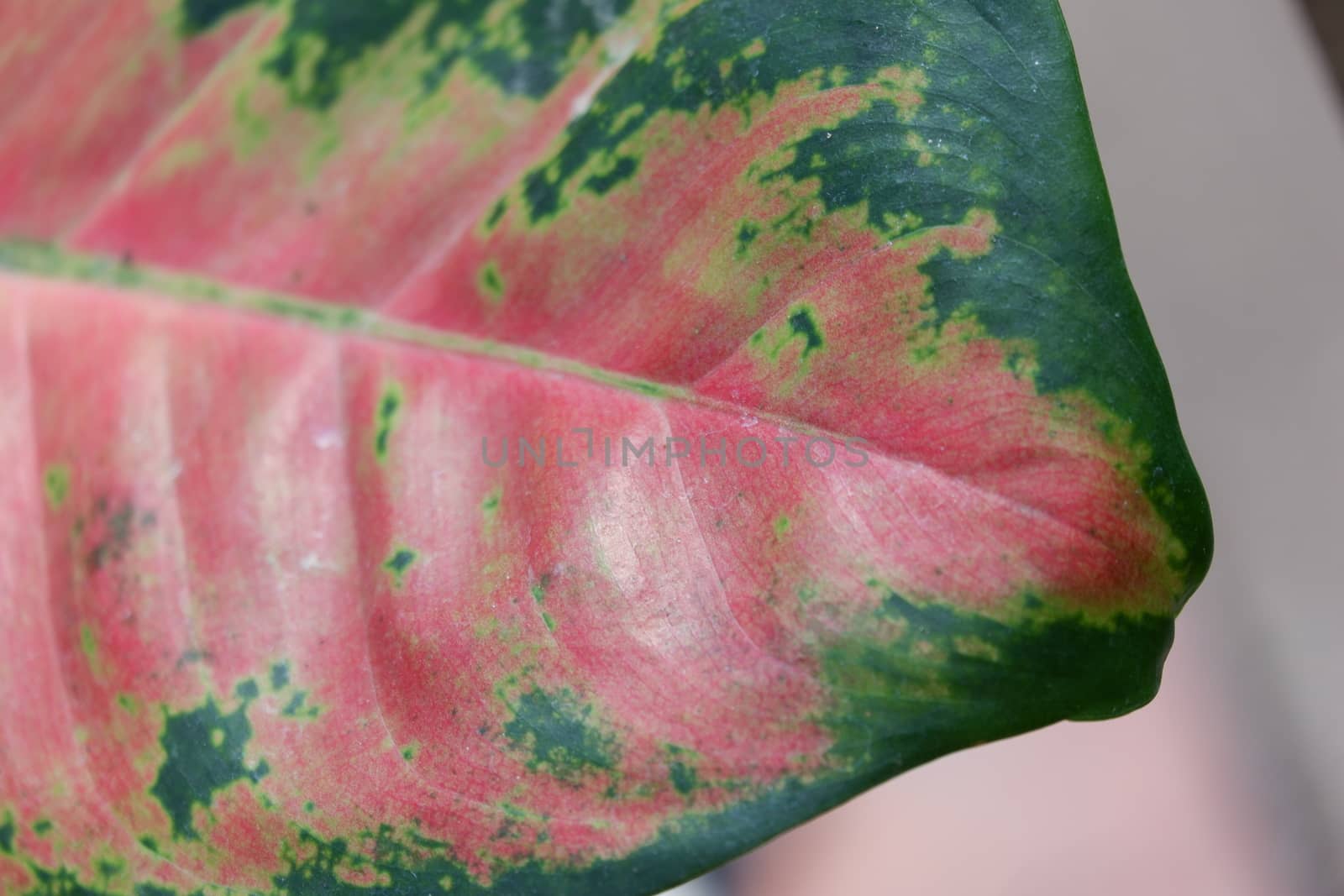 aglonema leaf texture by pengejarsenja