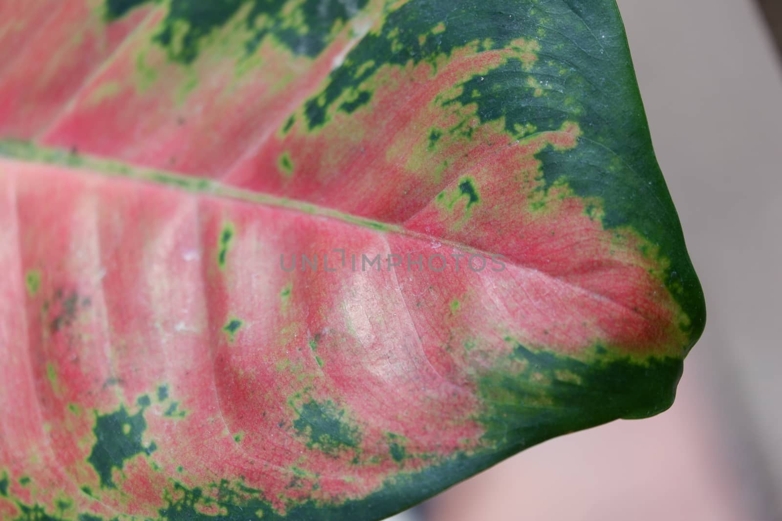 close up view of aglonema leaf texture in the garden with isolated blur background