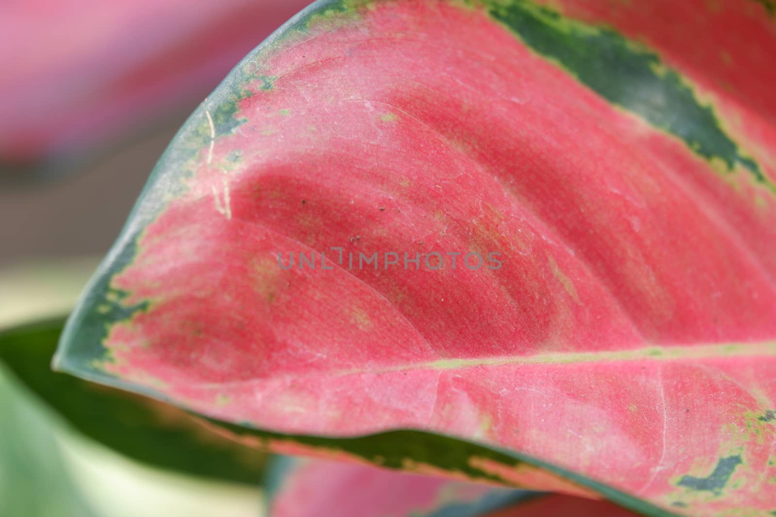 close up view of aglonema leaf texture in the garden with isolated blur background