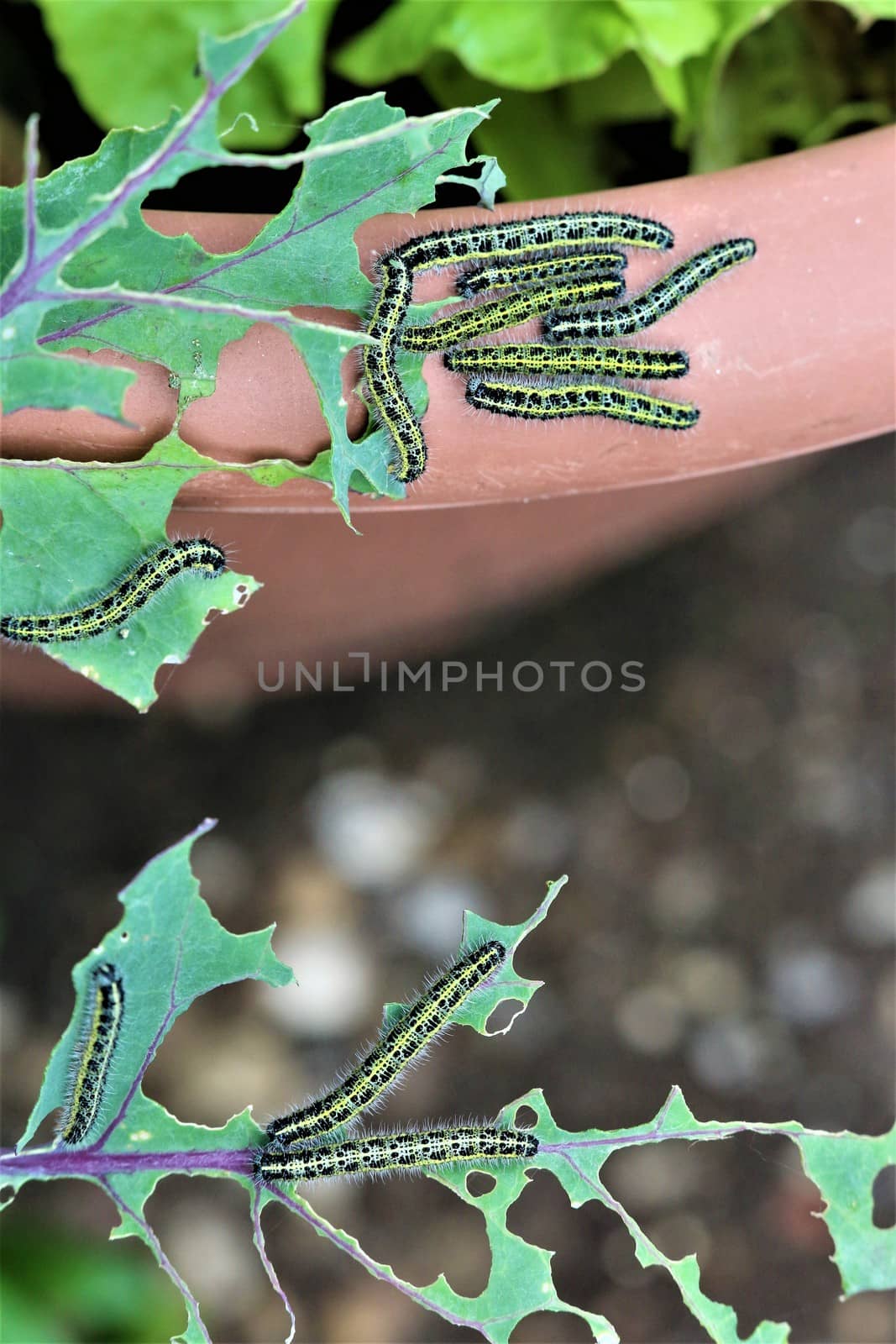 Close-up of some cabbage caterpillars on an eaten cabbage leaf and some more on the edge of a brown flowerpot