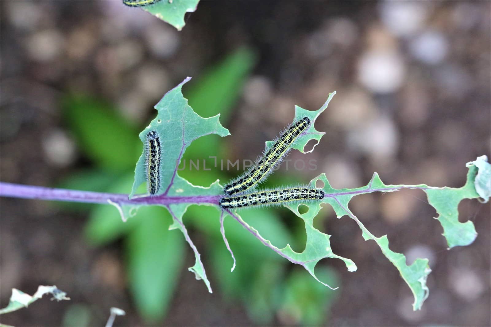 Close-up of two cabbage caterpillars on an eaten cabbage leaf