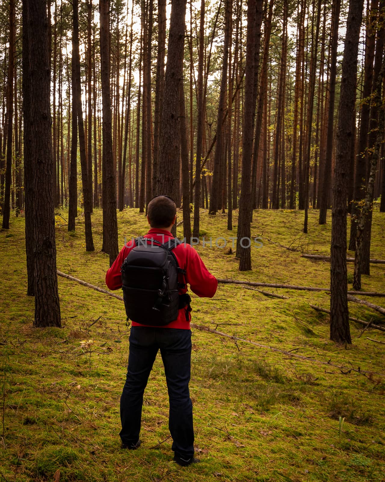A man tourist in a bright red jacket with a backpack behind his back, standing in an autumn pine forest.