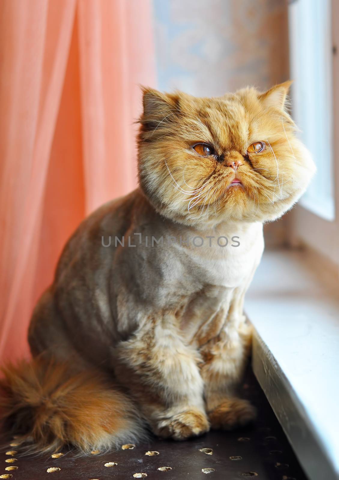 Funny grooming red Persian cat is sitting on windowsill