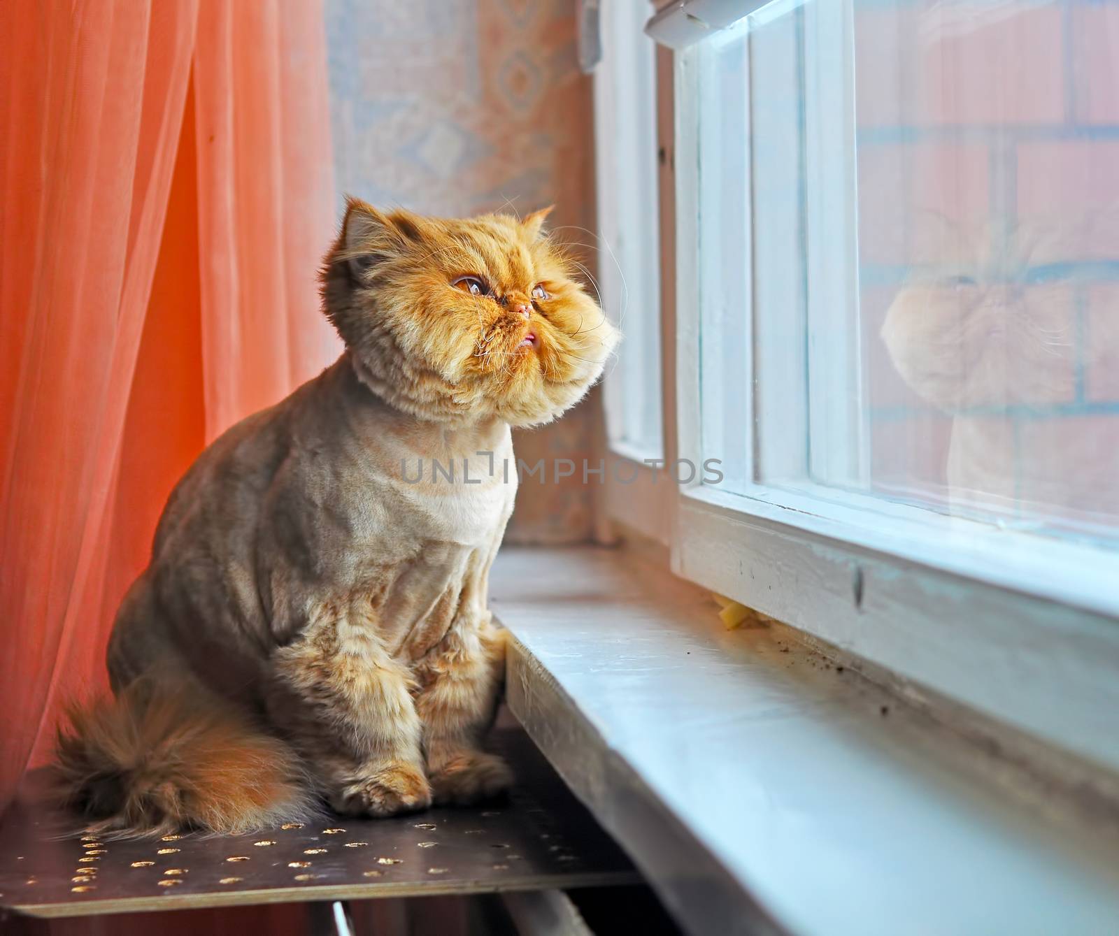 Funny grooming Persian cat sitting on windowsill by infinityyy