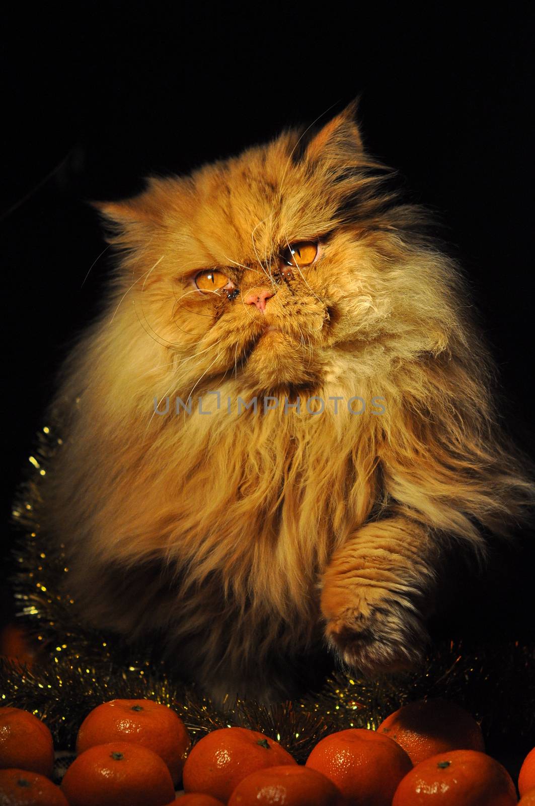 Funny red Persian cat with tangerines fruits on New Year or Christmas background