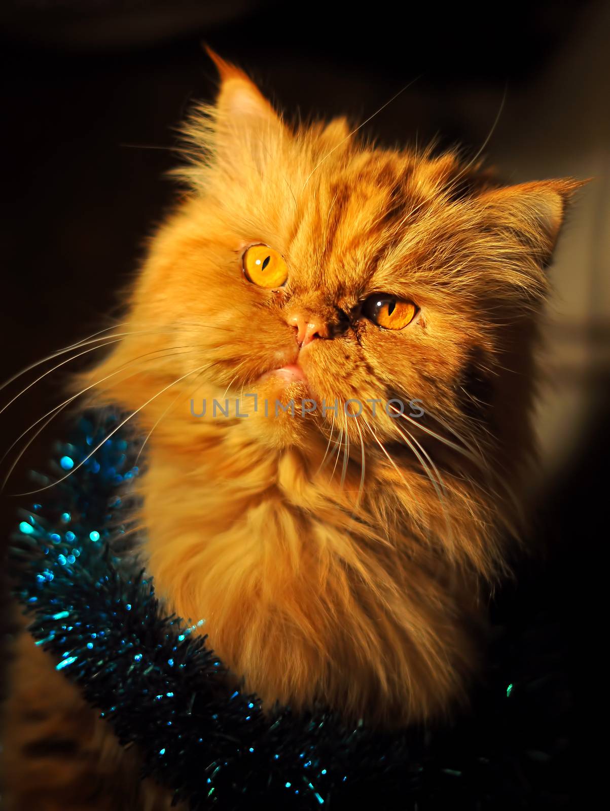 Funny fluffy red Persian cat with garlands by infinityyy