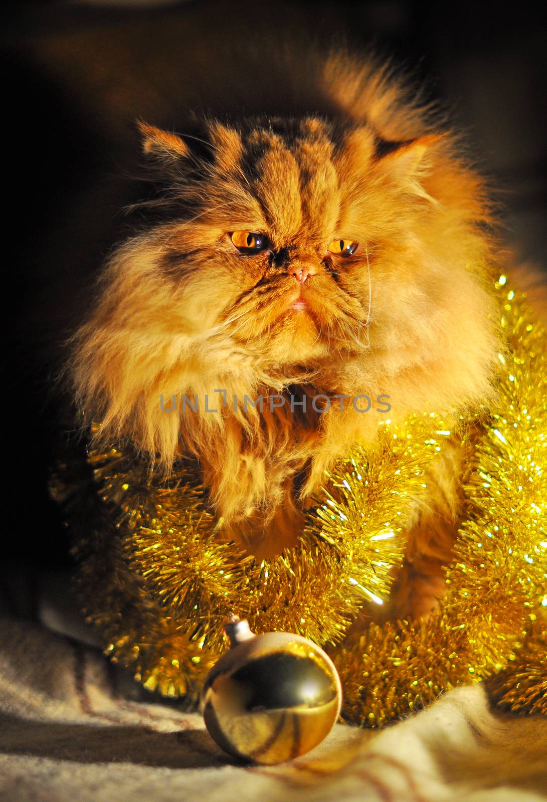 Funny fluffy red Persian cat muzzle portrait with garlands on New Year and Christmas