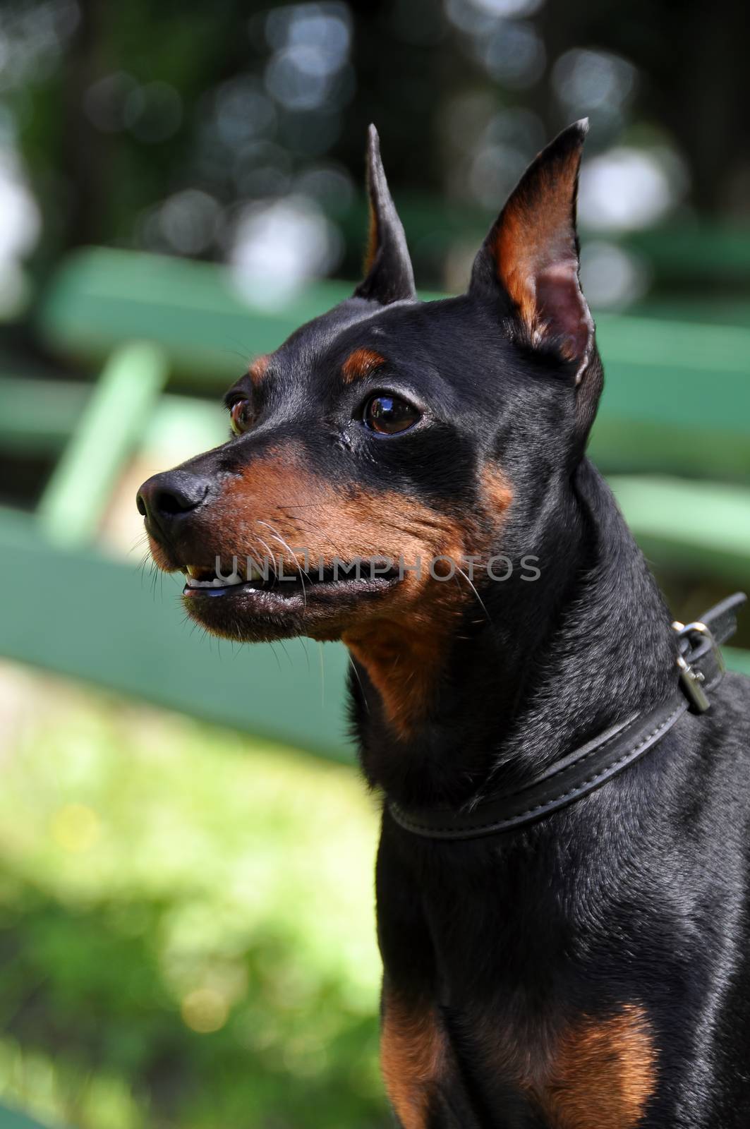 Miniature pinscher dog with cropped ears and tan color coat posing on a bench on nature