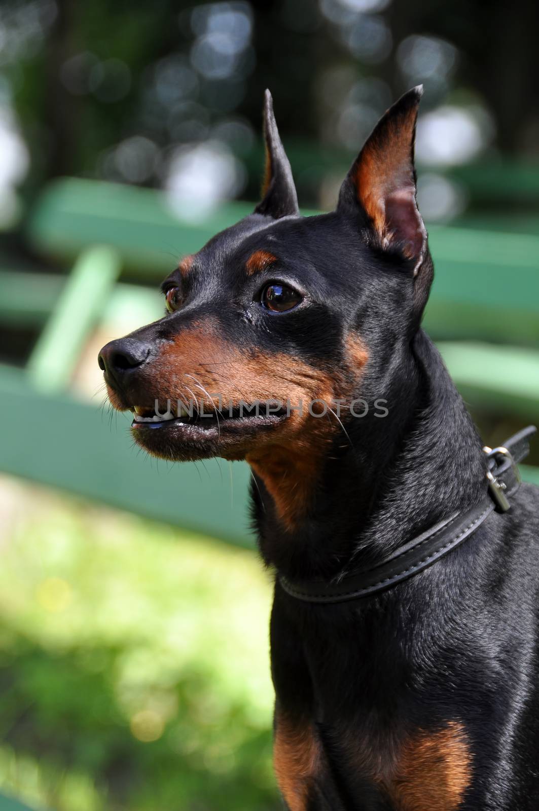 Miniature pinscher dog posing on a bench by infinityyy