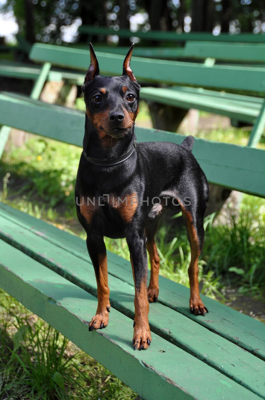 Miniature pinscher dog with cropped ears and tan color coat posing on a bench on nature