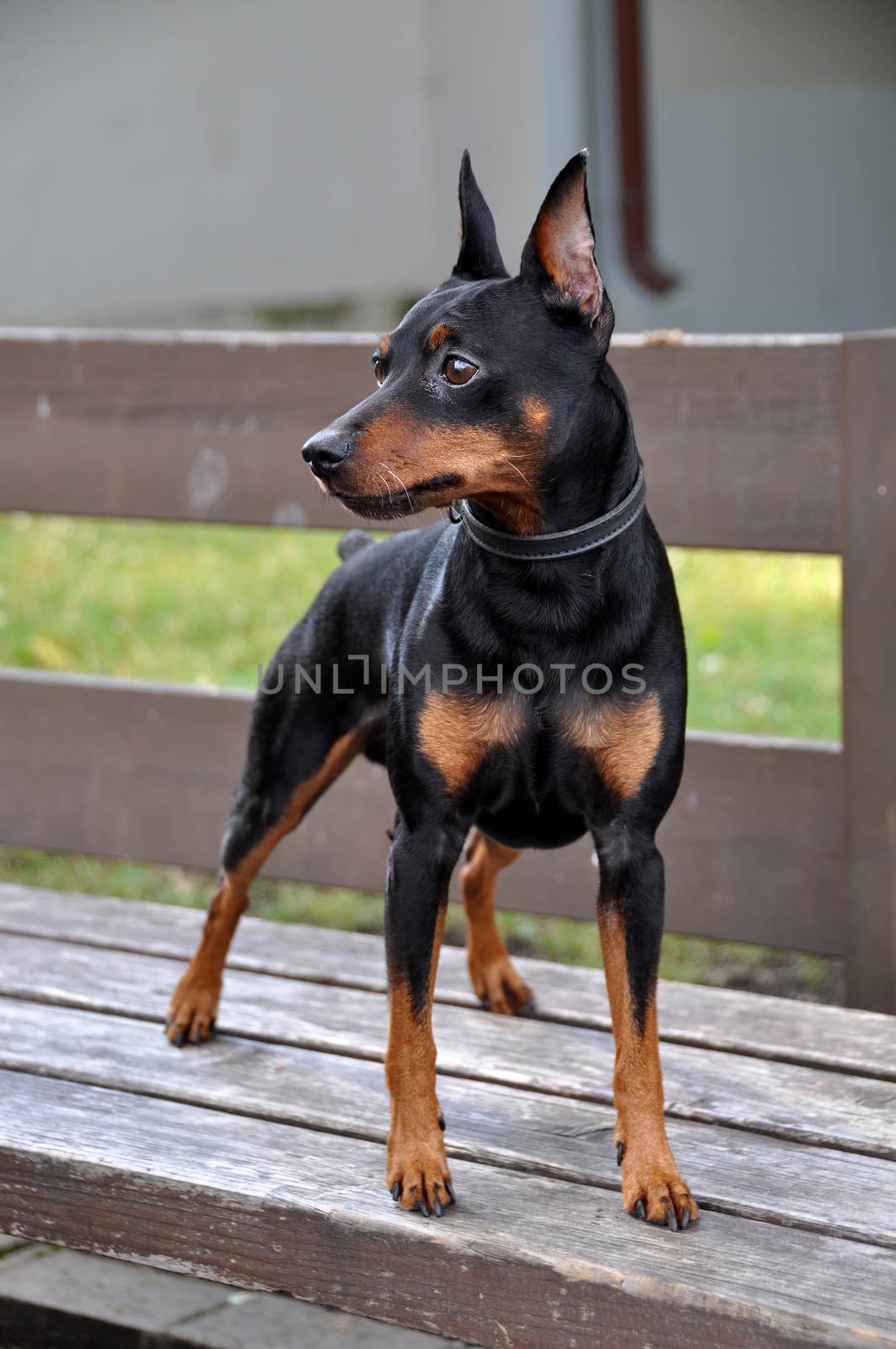 Miniature pinscher dog posing on a bench by infinityyy