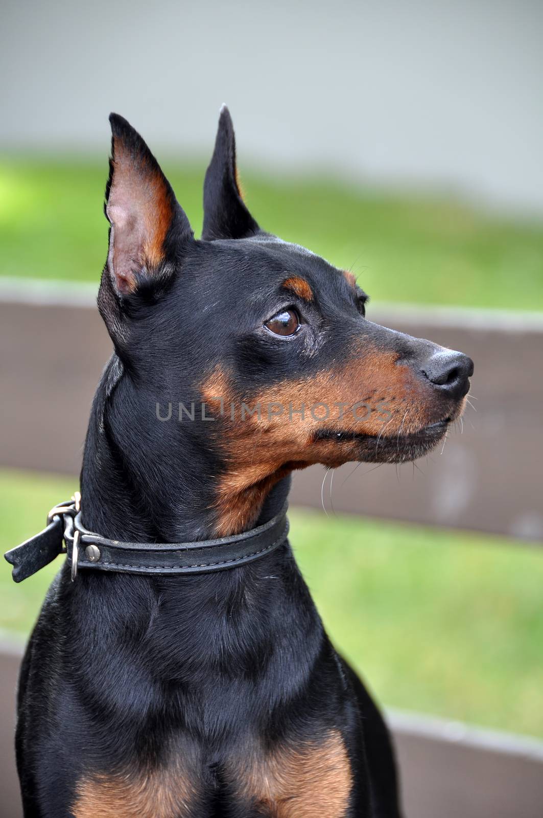 Miniature pinscher dog posing on a bench by infinityyy