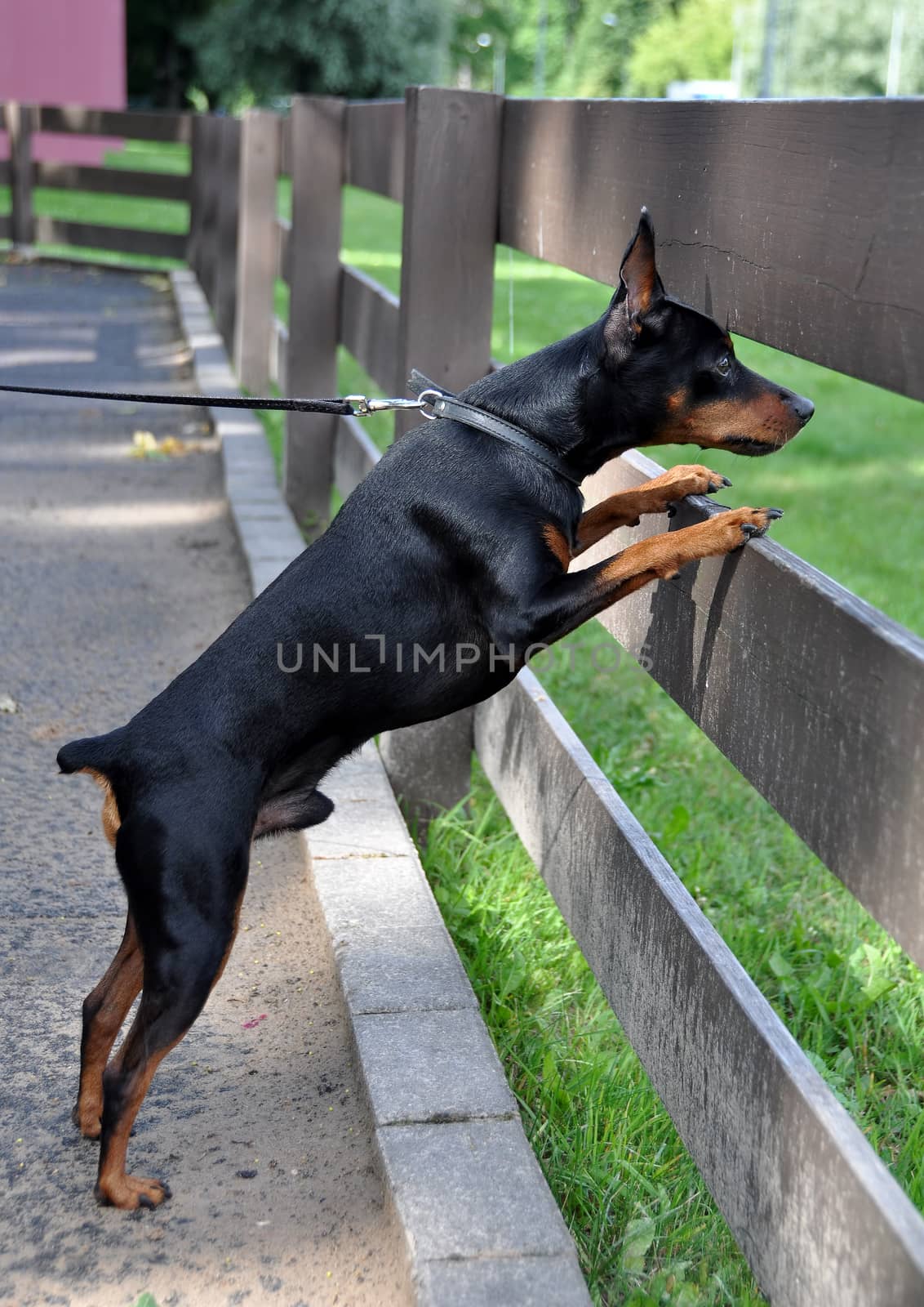Miniature Pinscher dog looking from behind a fence by infinityyy