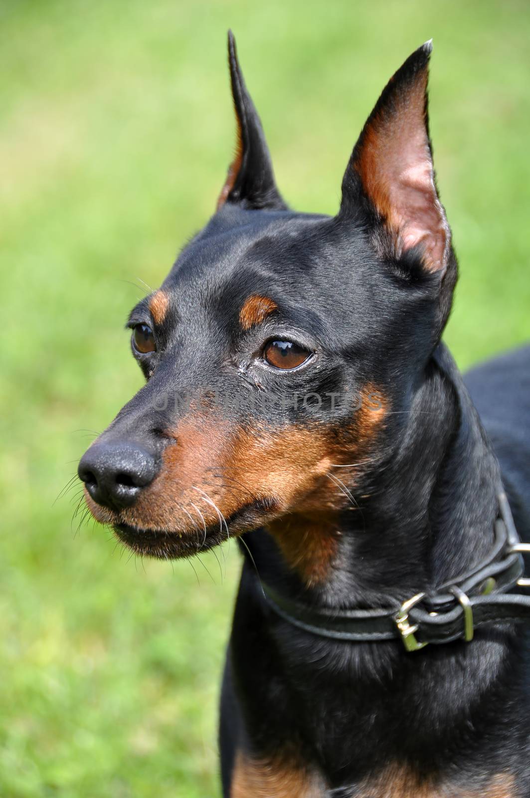 German Black and brown tan miniature pinscher dog portrait with cropped ears on green grass on summer time.
