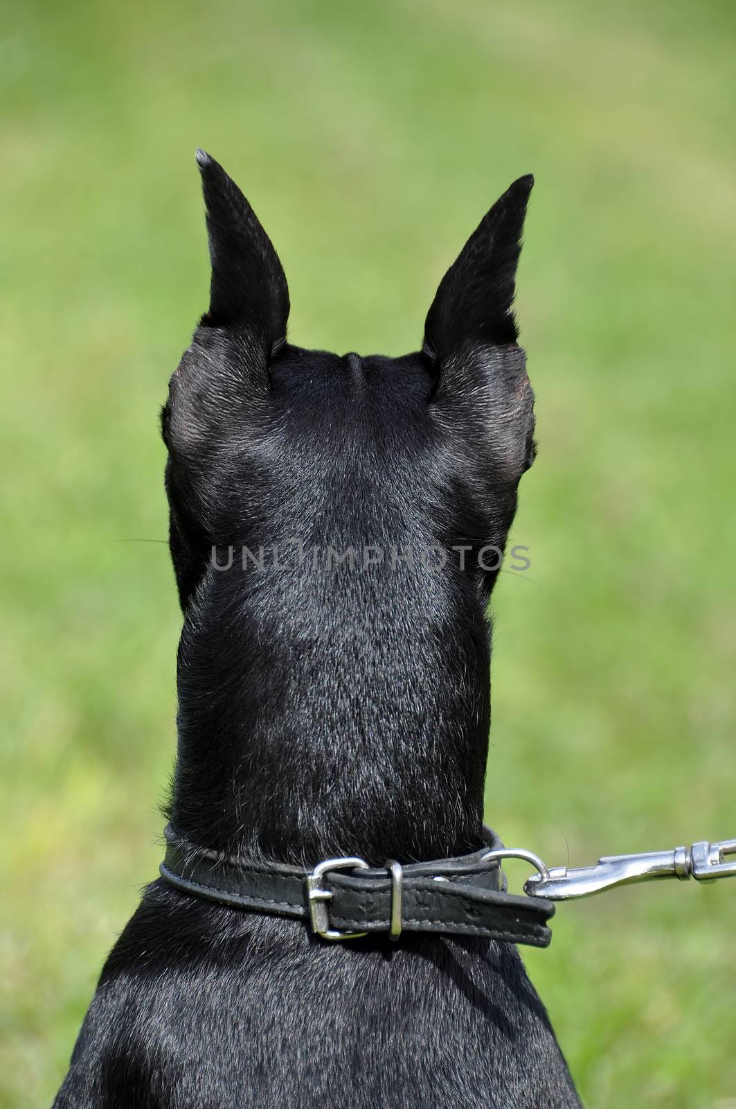 German Black and brown tan miniature pinscher dog back portrait with cropped ears on green grass on summer time.