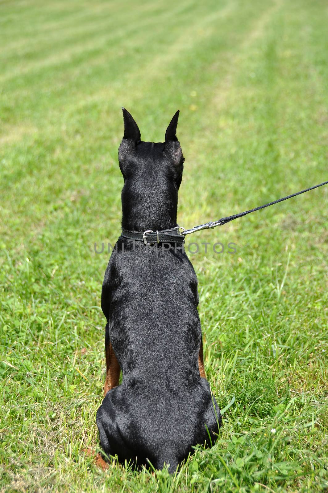 German Black and brown tan miniature pinscher dog back portrait with cropped ears on green grass on summer time.