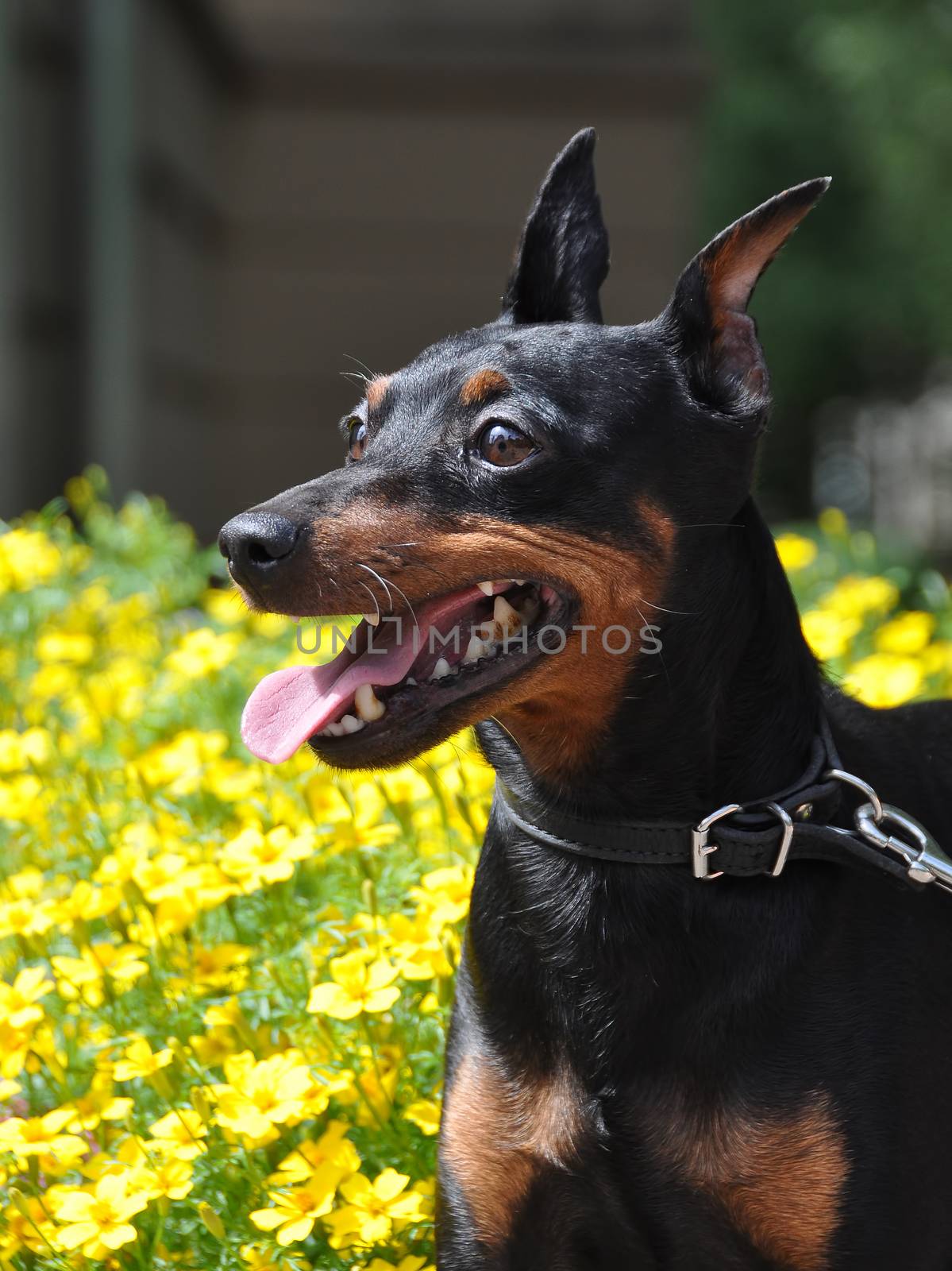 Black and brown tan miniature pinscher dog closeup by infinityyy