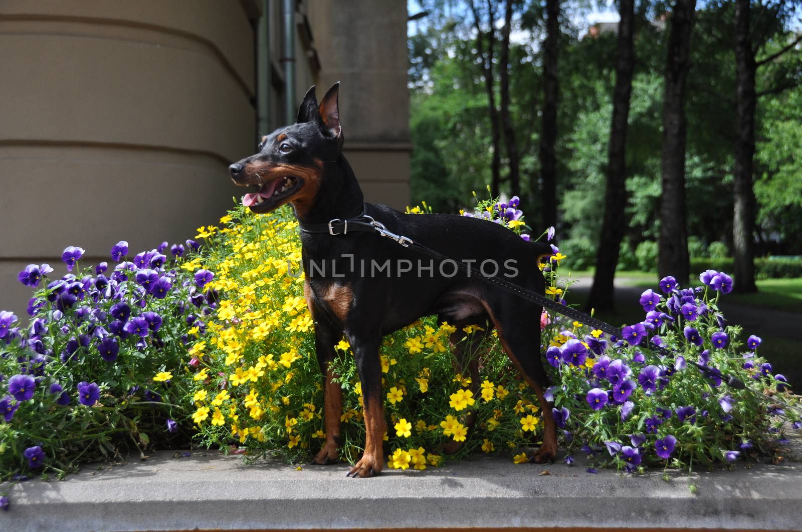German Black and brown tan miniature pinscher dog portrait with cropped ears on flowers background summer time.