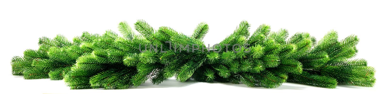 Natural fir Christmas tree branches by Yellowj