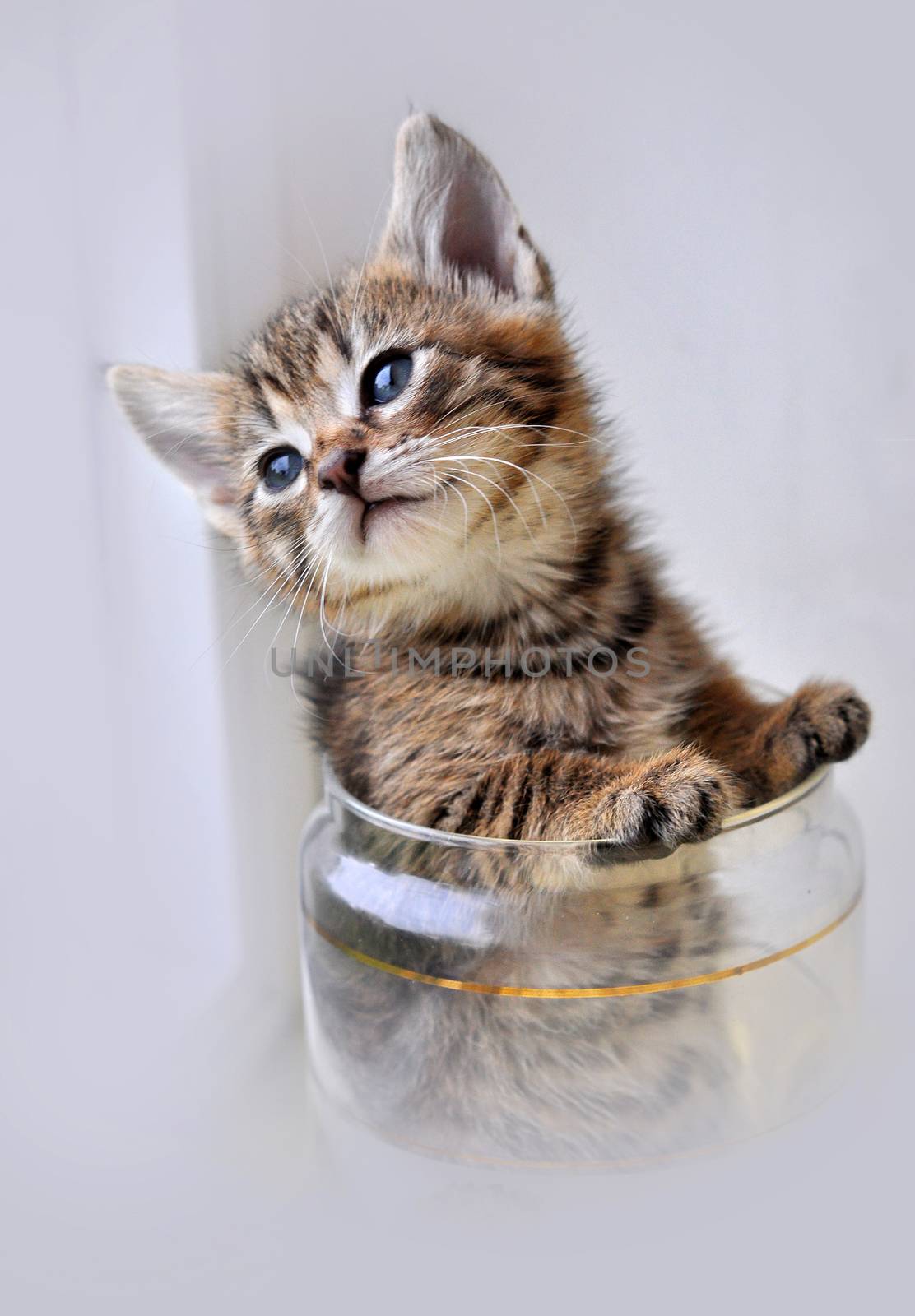 Funny cute tabby small kitten cat in glass cup
