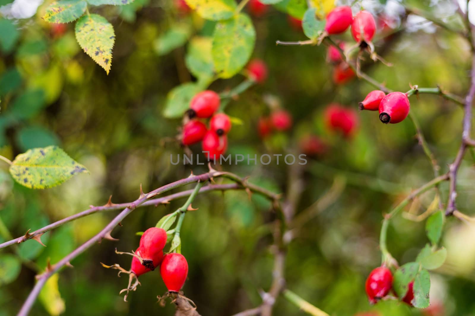 Ripe red autumn briar berries on a rose bush branch. by galinasharapova
