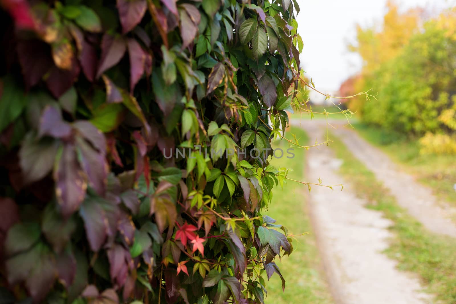 A wall covered with vine multicolored leaves in autumn in the village.