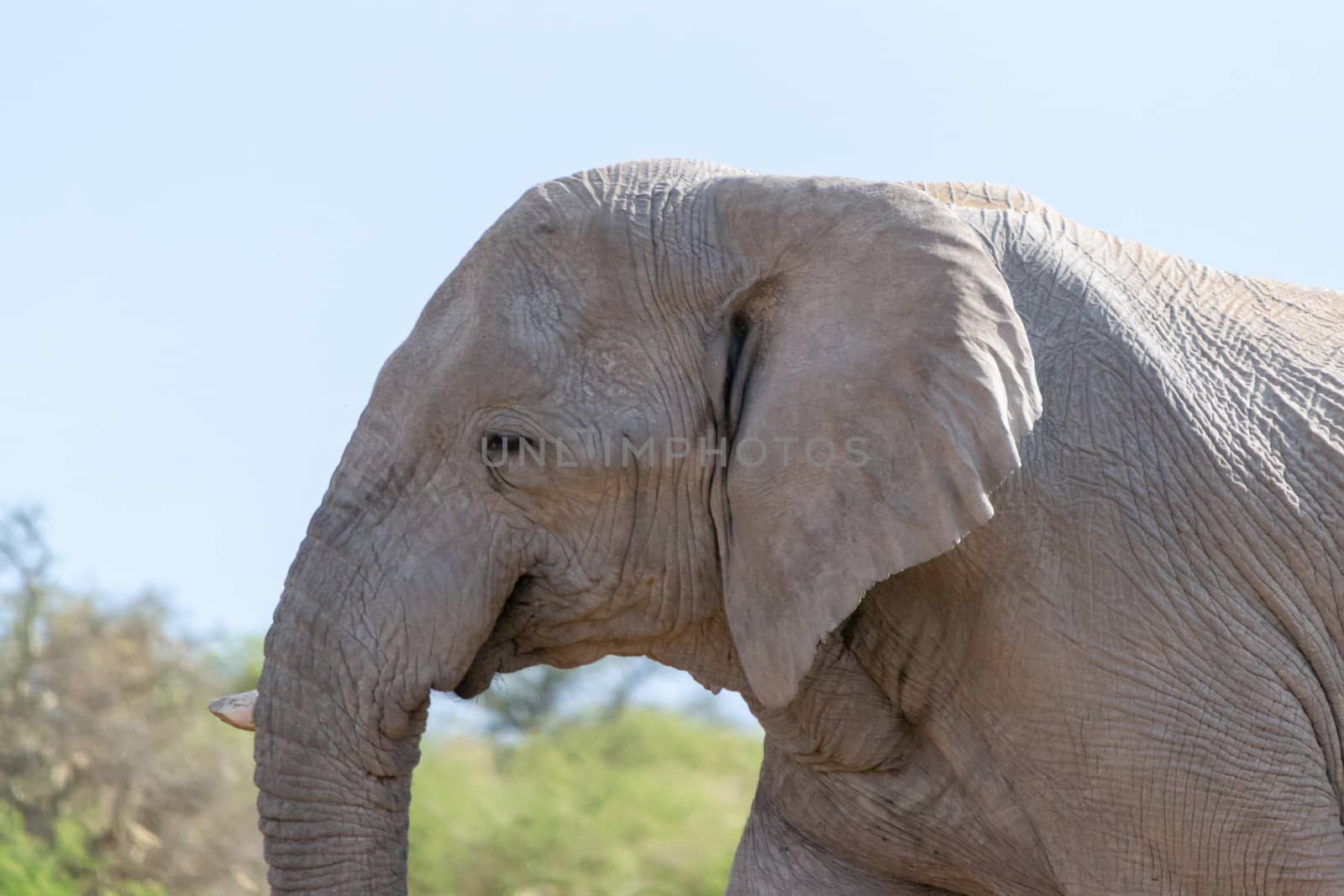 Close-up and detail of smiling elephant head. Animal themes and wildlife