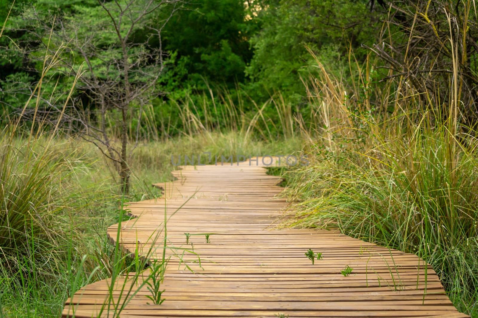 Wooden walkway or footpath with planks leading you through the grass into the woods by kb79