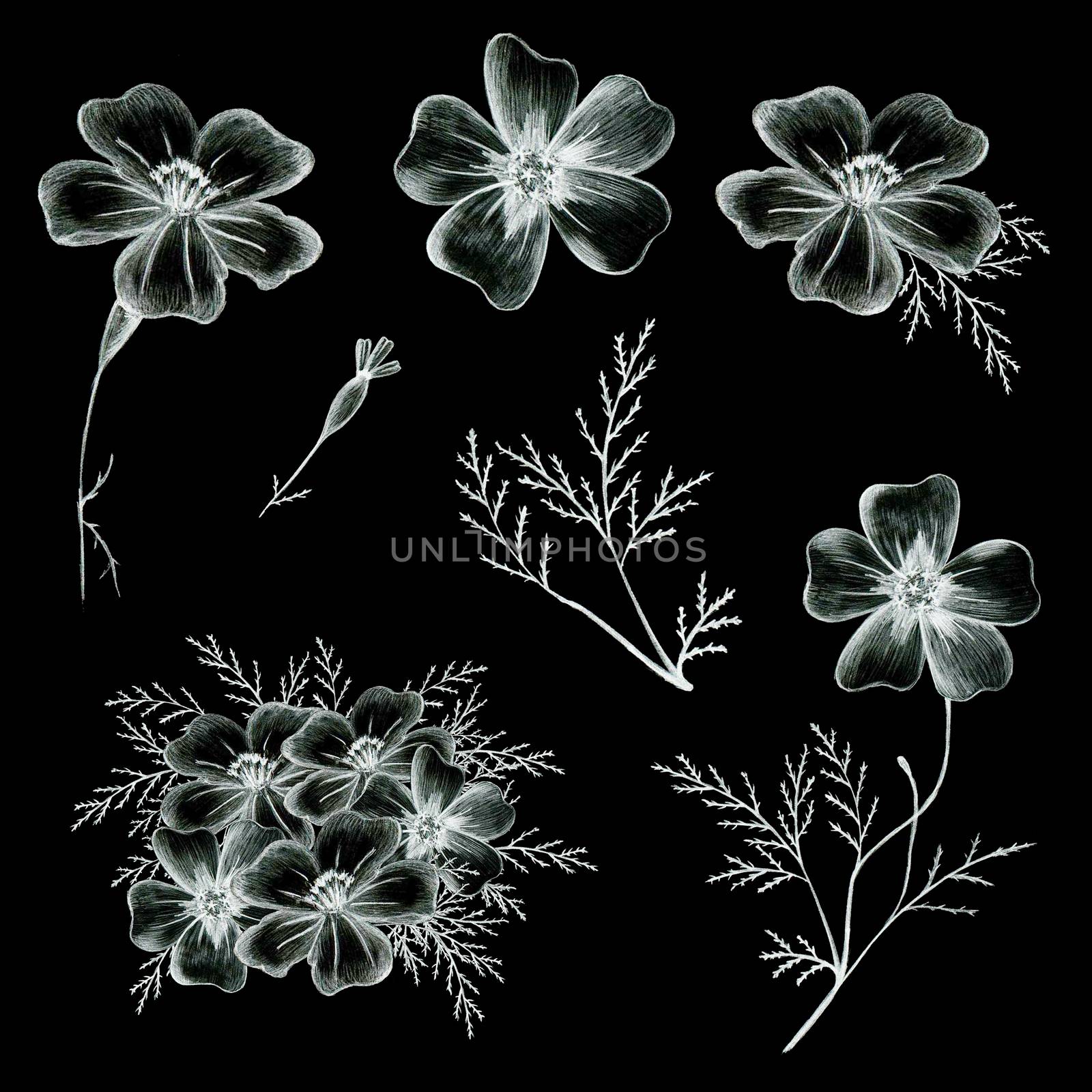 Set of Black and White Hand-Drawn Flowers. Thin-leaved Marigolds Sketch. by Rina_Dozornaya
