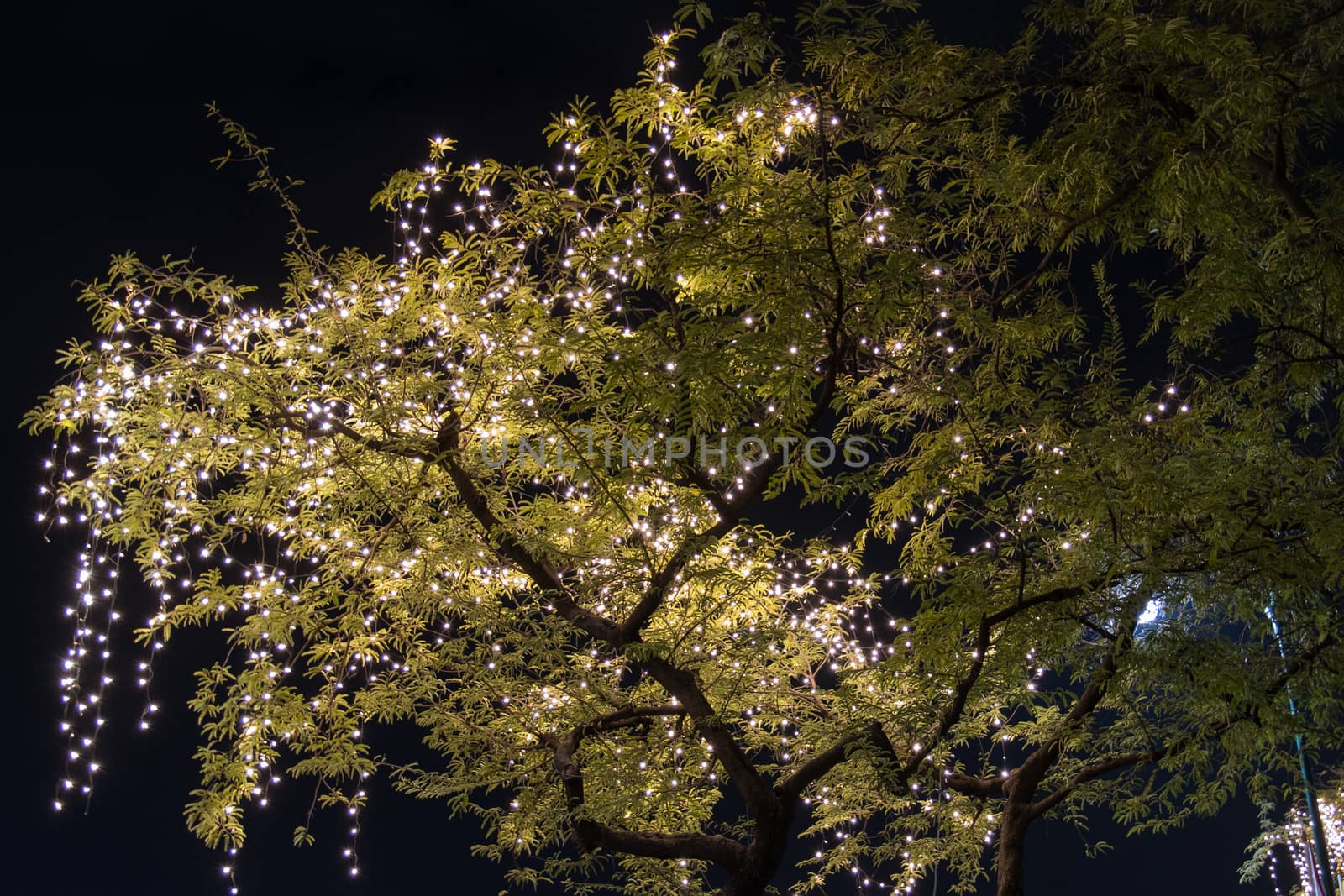 Decorative outdoor string lights hanging on tree in the garden at night time 