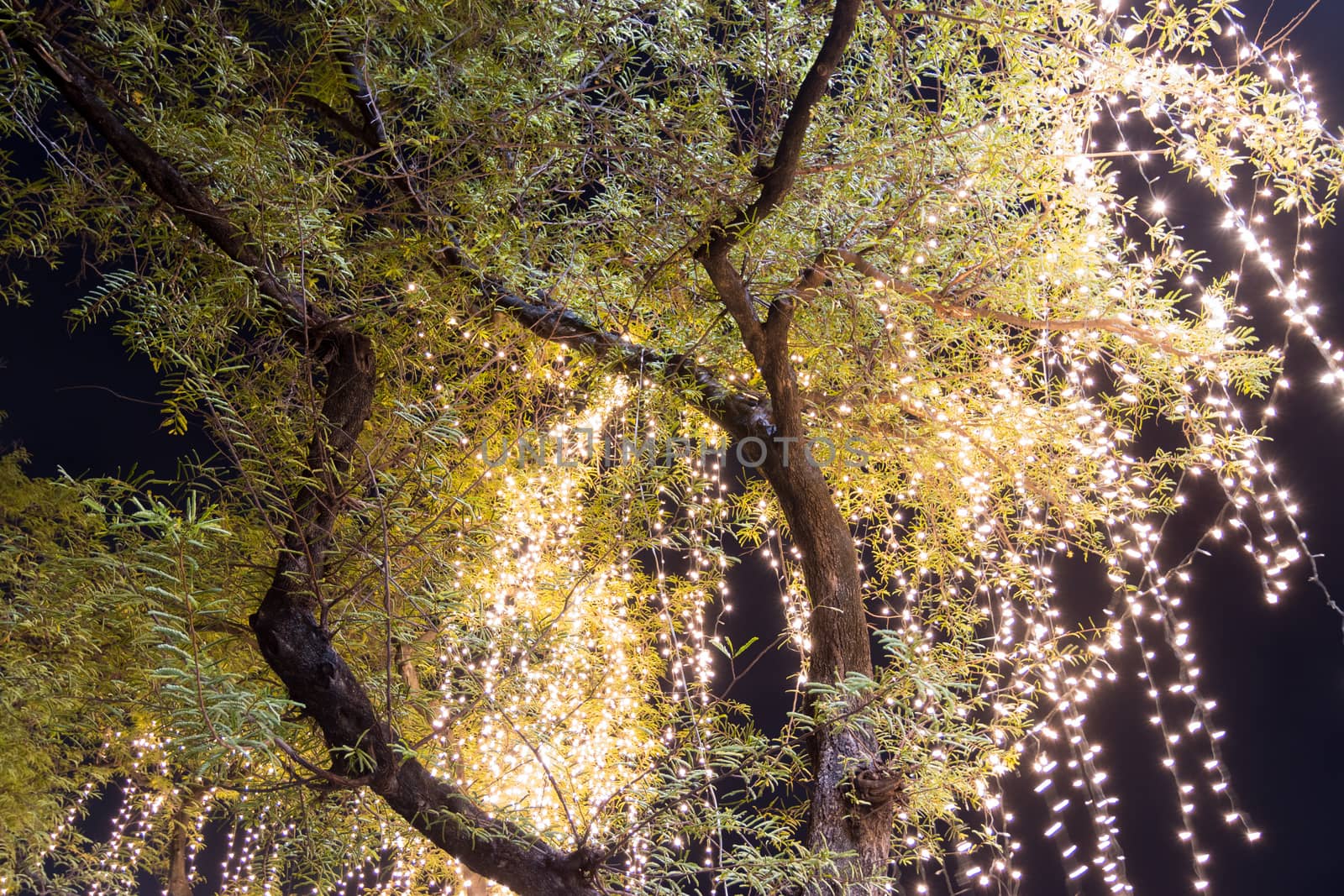 Decorative outdoor string lights hanging on tree in the garden at night time 