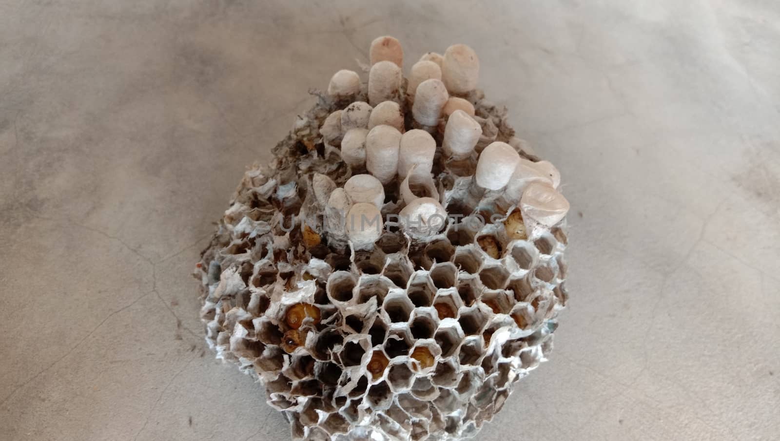 house of bolta insect that is most beautiful creation of nature