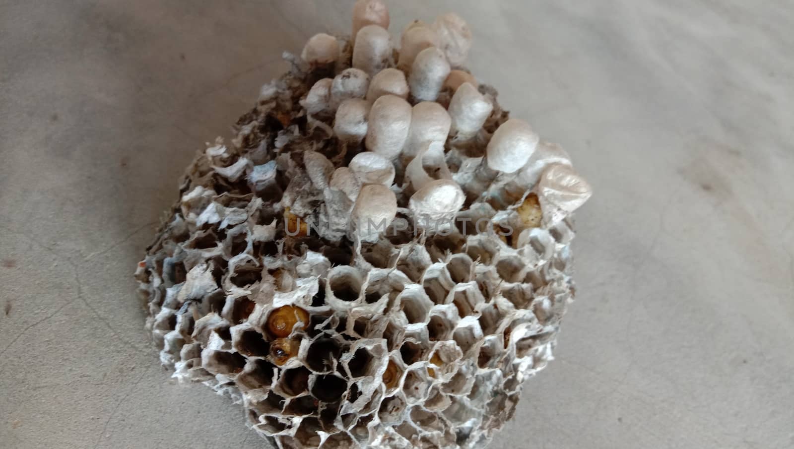 house of bolta insect that is most beautiful creation of nature