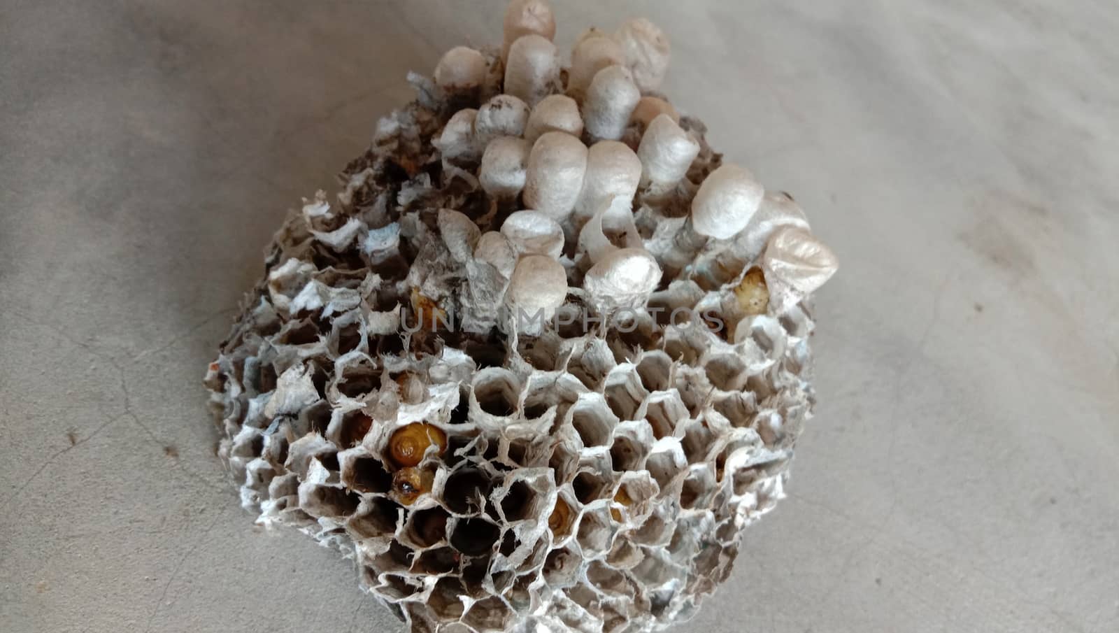 house of bolta insect that is most beautiful creation of nature