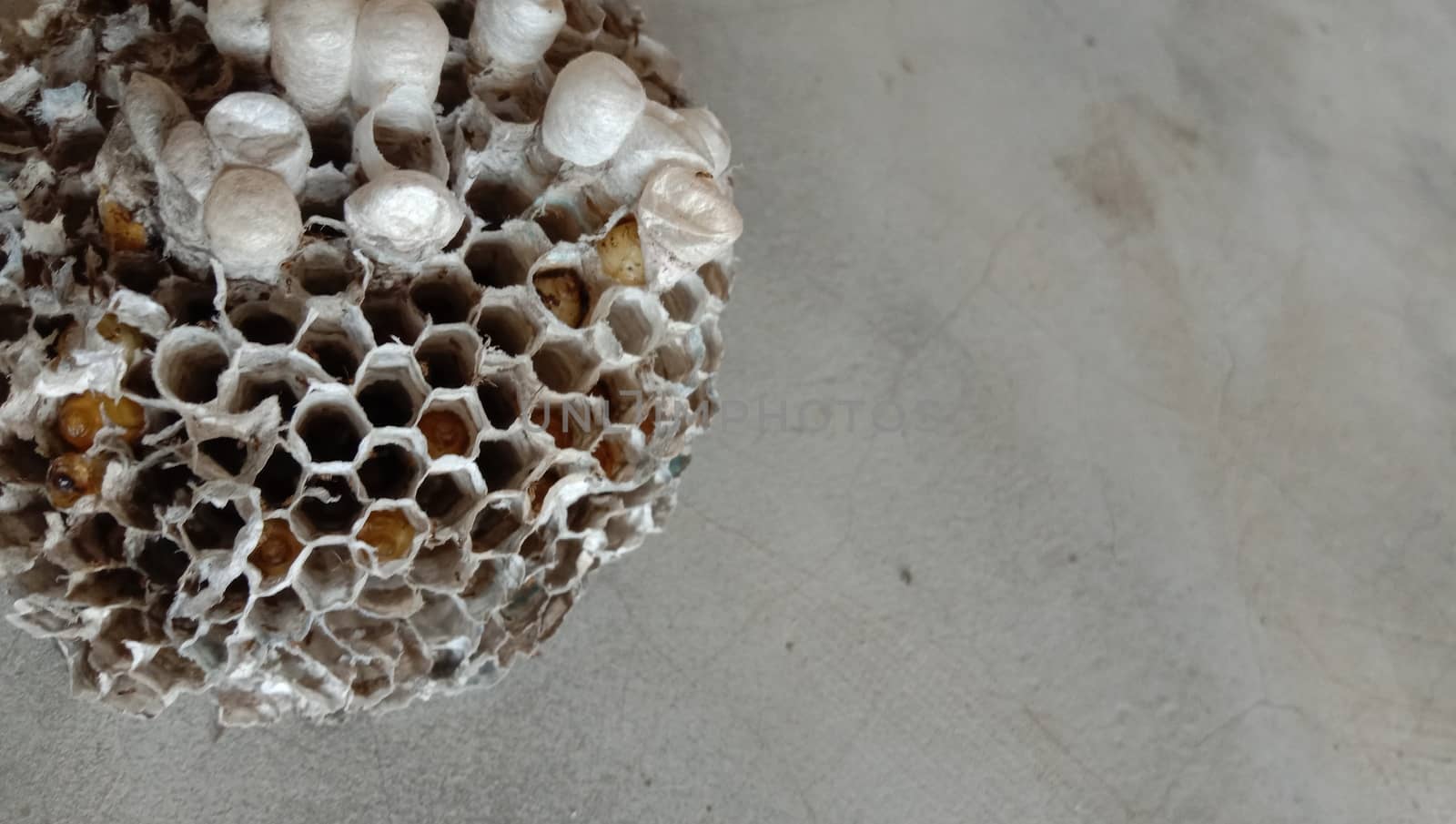 house of bolta insect that is most beautiful creation of nature