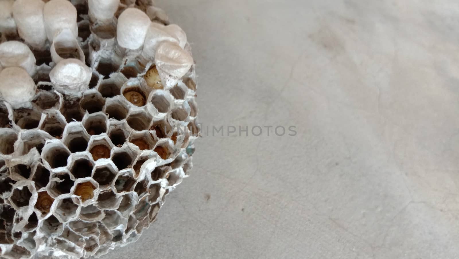house of bolta insect that is most beautiful creation of nature