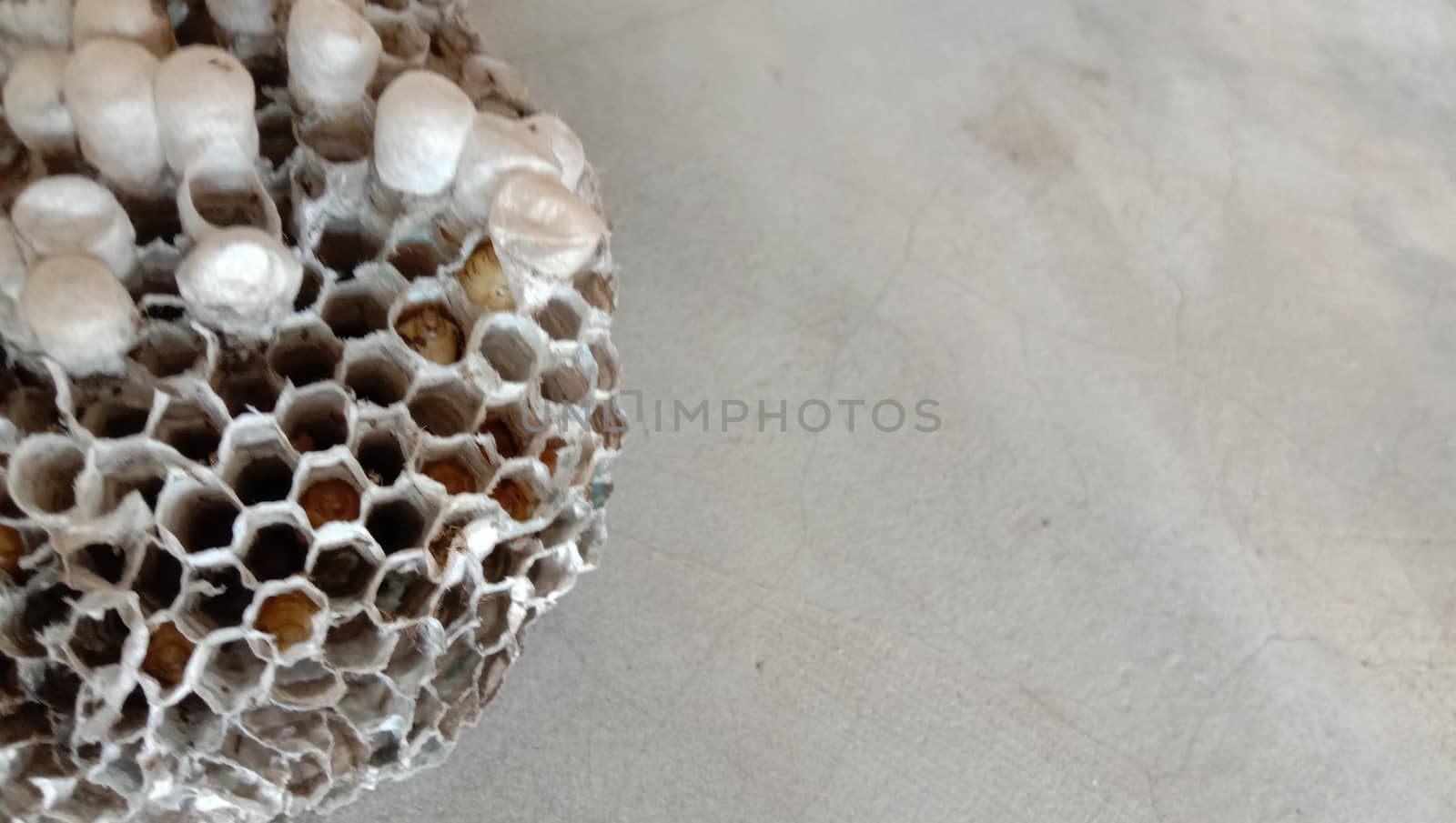 house of bolta insect that is most beautiful creation of nature