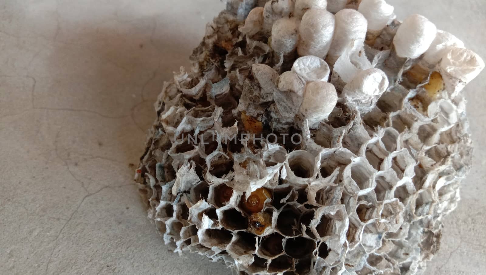 house of bolta insect that is most beautiful creation of nature
