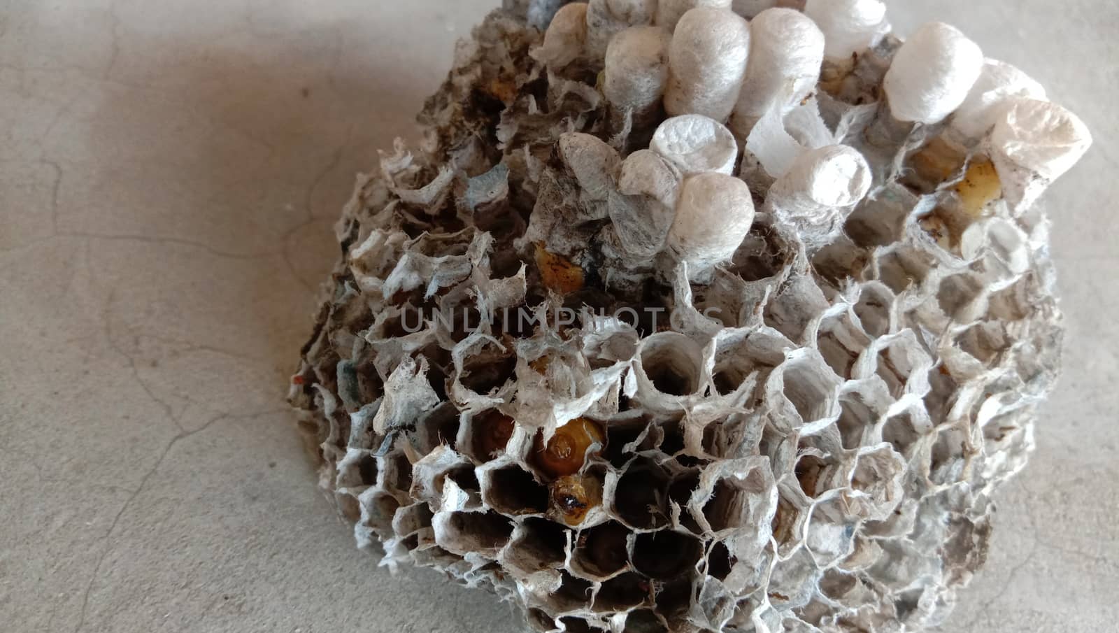 house of bolta insect that is most beautiful creation of nature