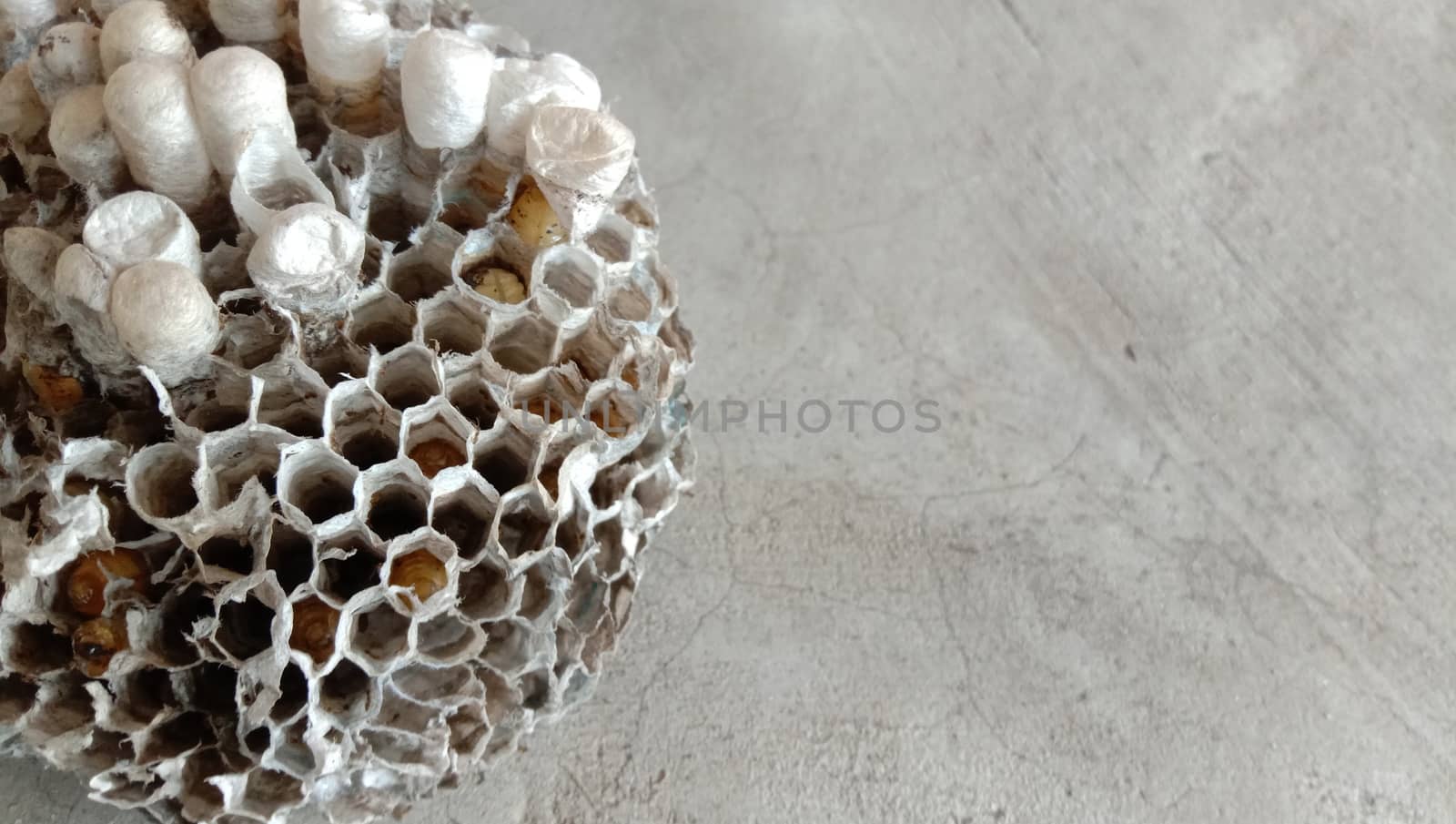 house of bolta insect that is most beautiful creation of nature