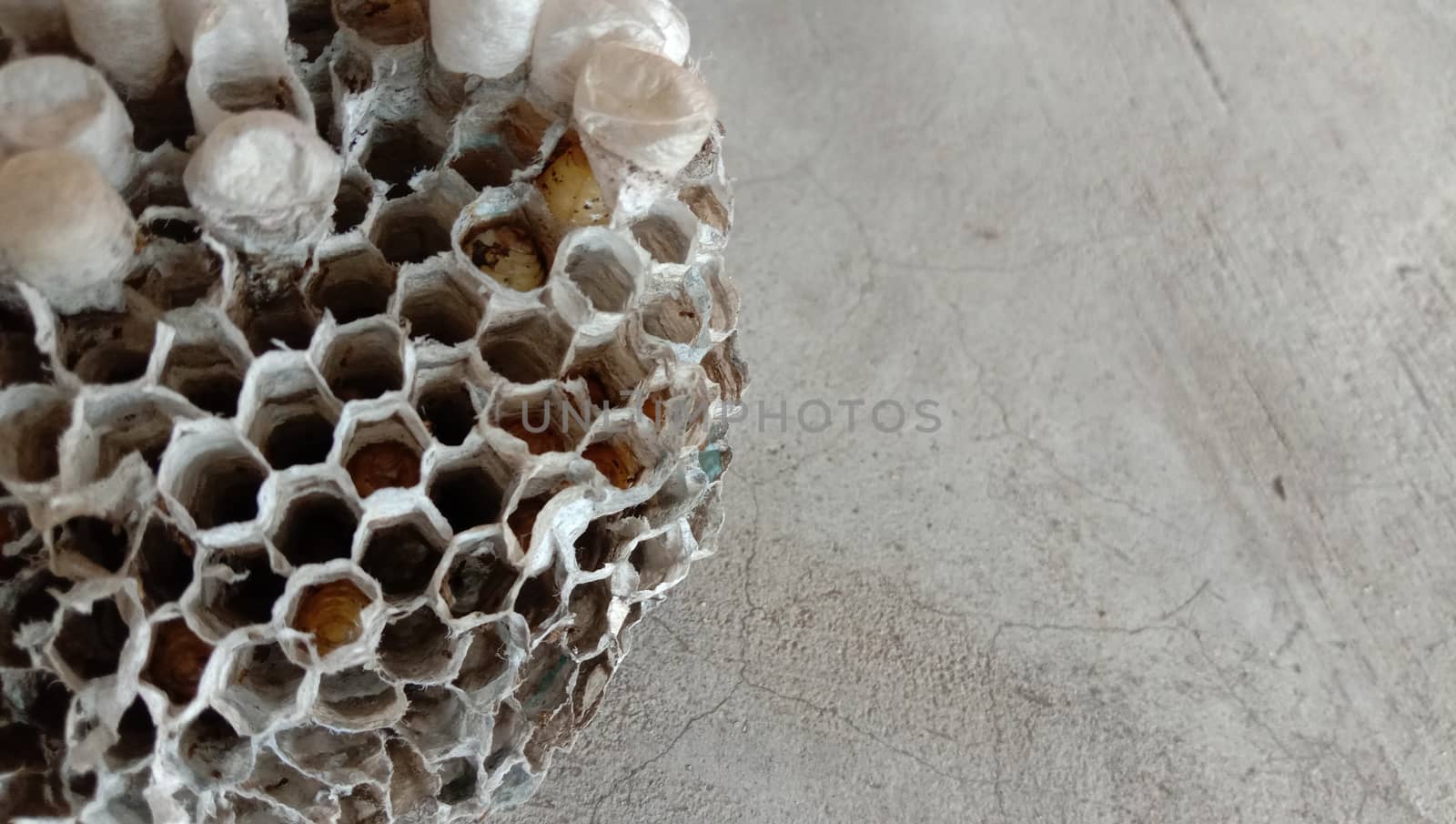 house of bolta insect that is most beautiful creation of nature
