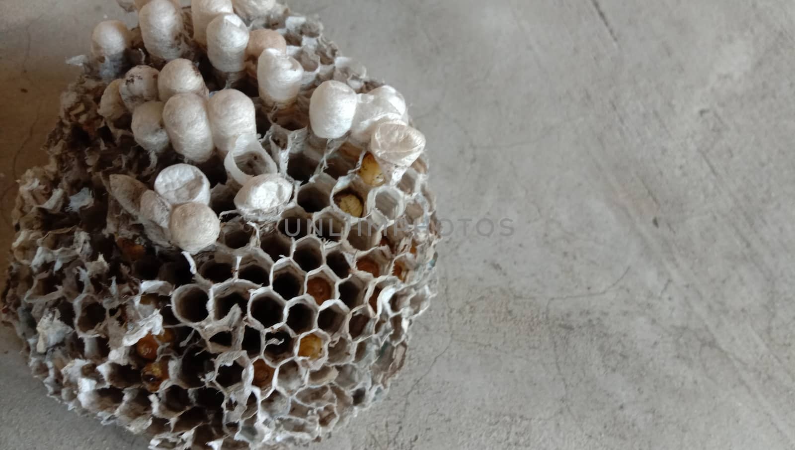 house of bolta insect that is most beautiful creation of nature