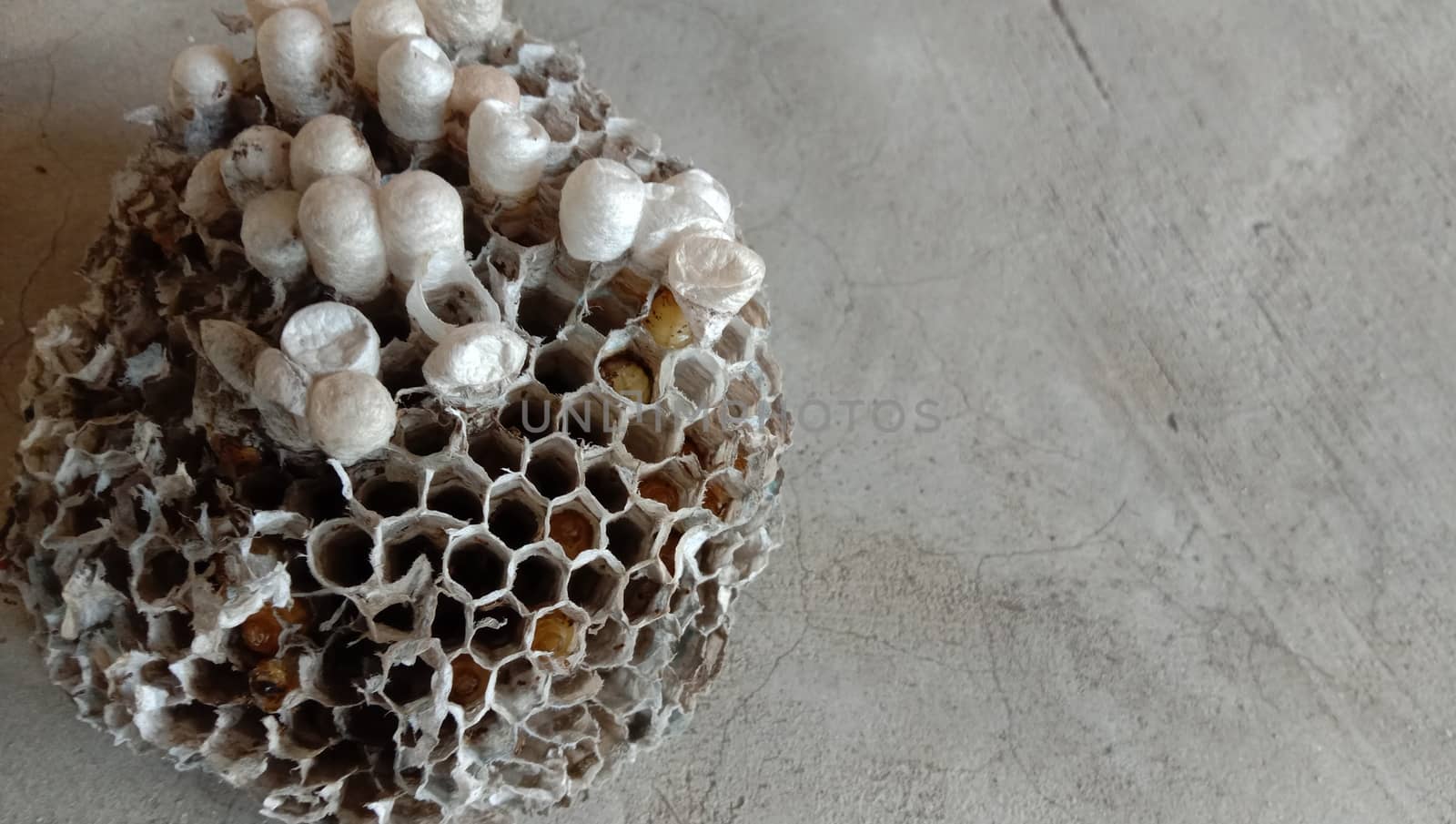 house of bolta insect that is most beautiful creation of nature