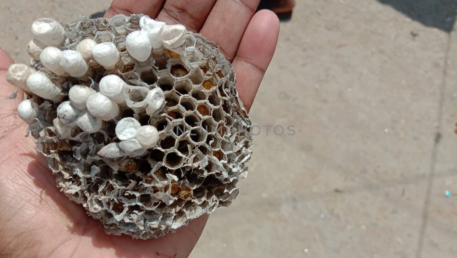house of bolta insect that is most beautiful creation of nature