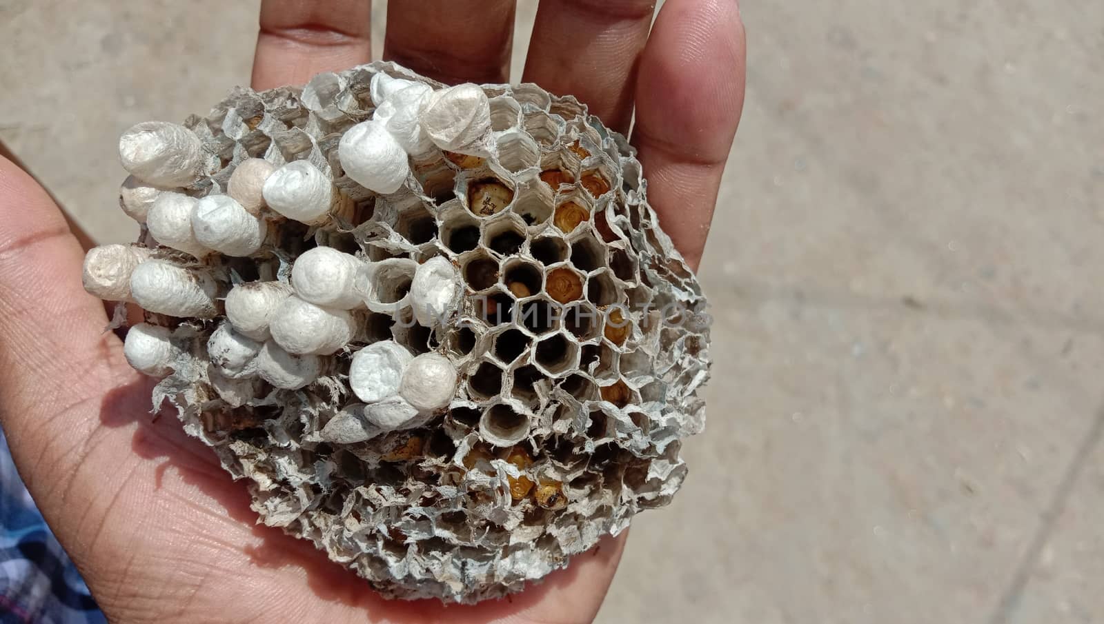 house of bolta insect that is most beautiful creation of nature