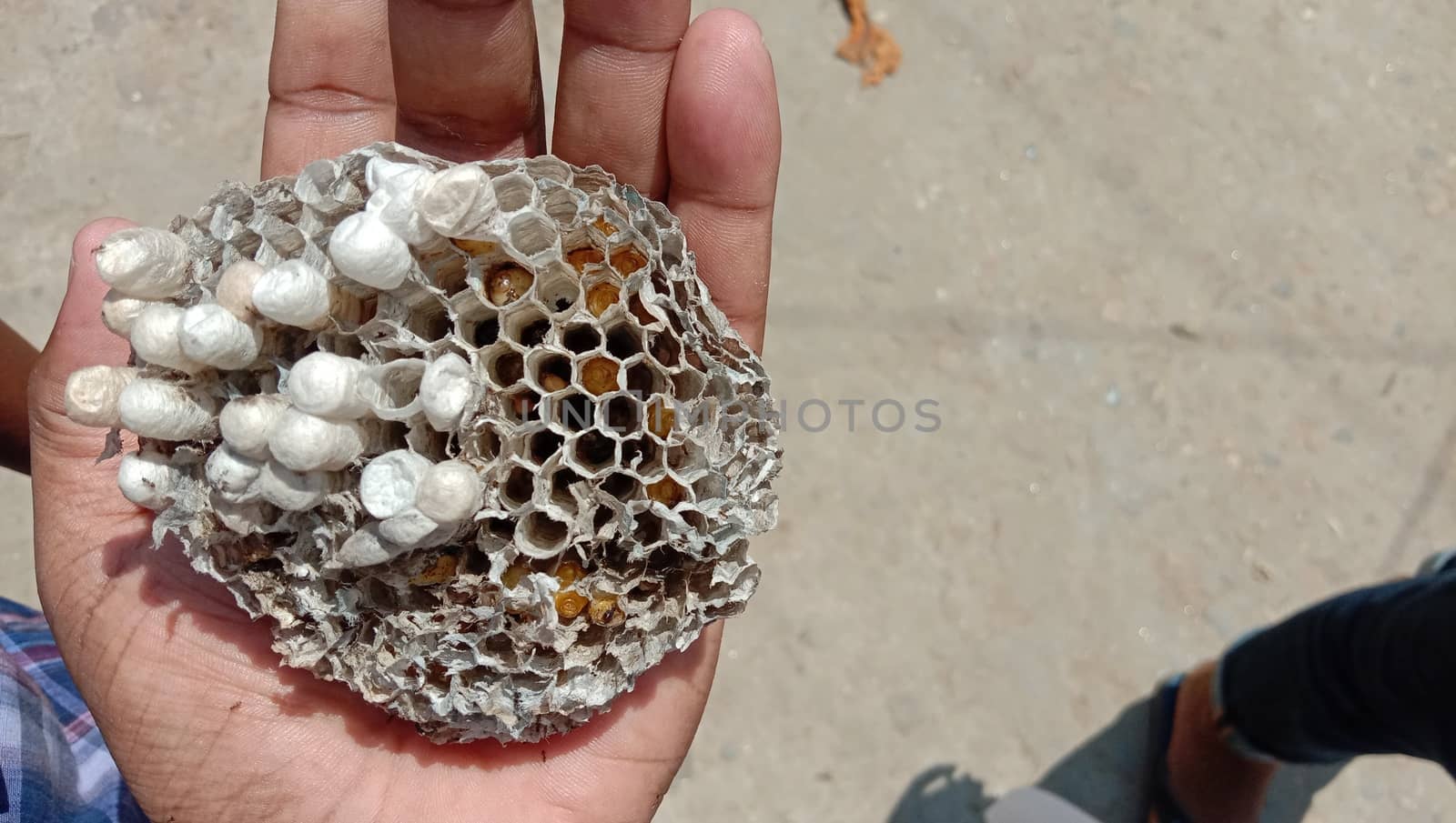 house of bolta insect that is most beautiful creation of nature