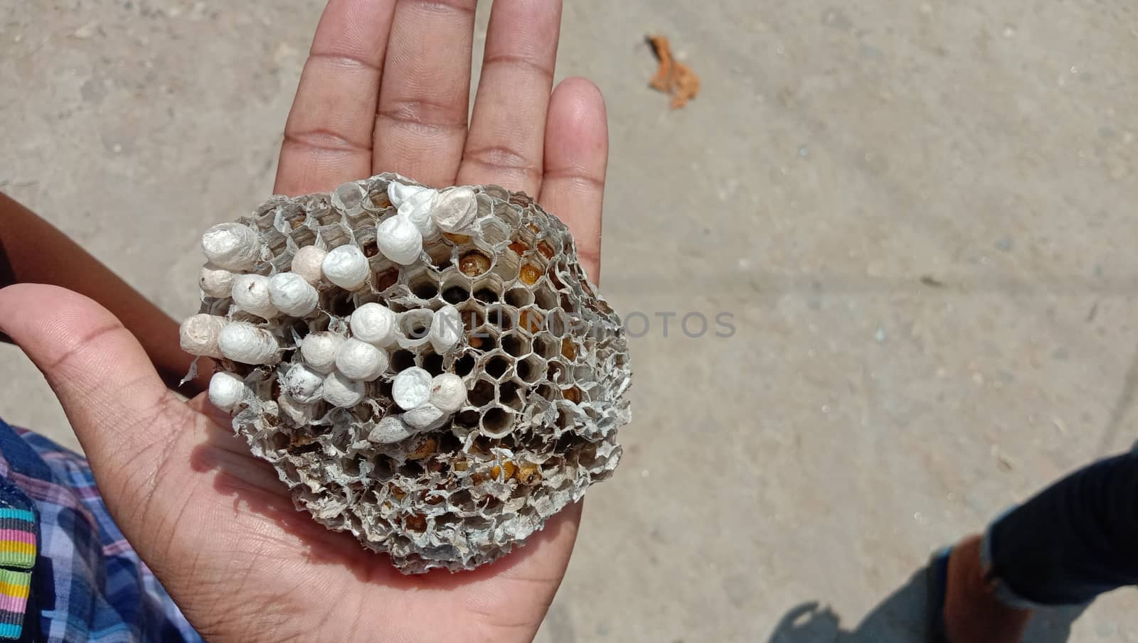 house of bolta insect that is most beautiful creation of nature