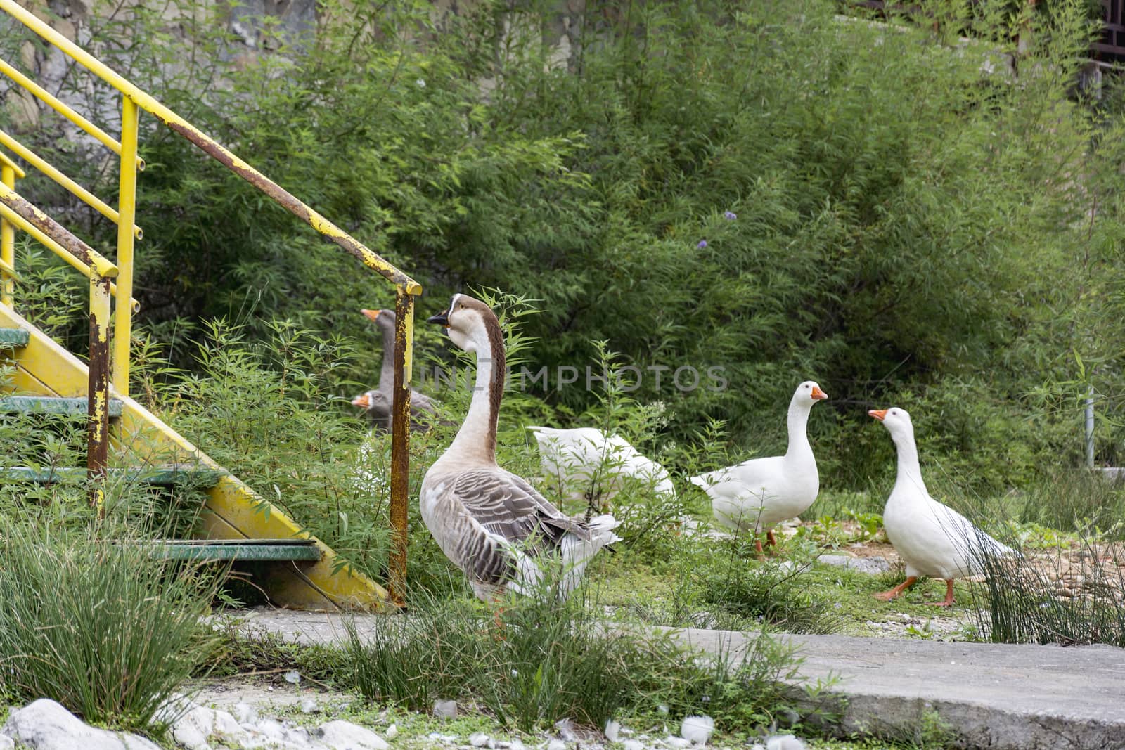 Wild geese by Grommik